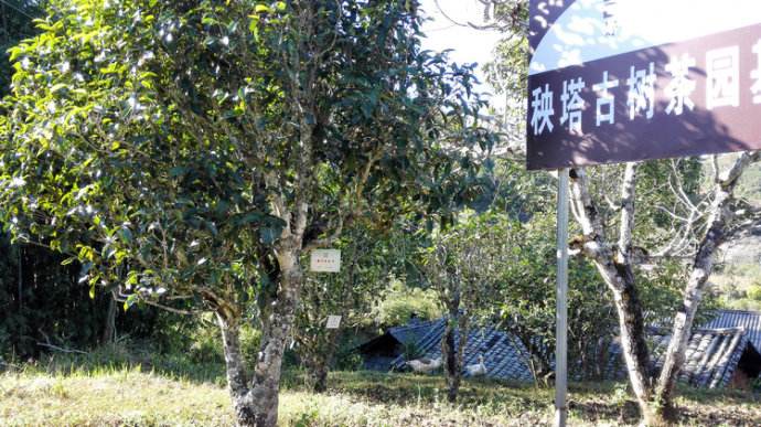 2022年景谷秧塔古樹春茶詳情介紹！