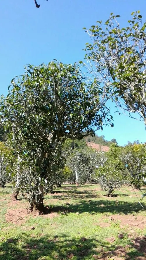 2022年景谷秧塔古樹春茶價(jià)格是多少？