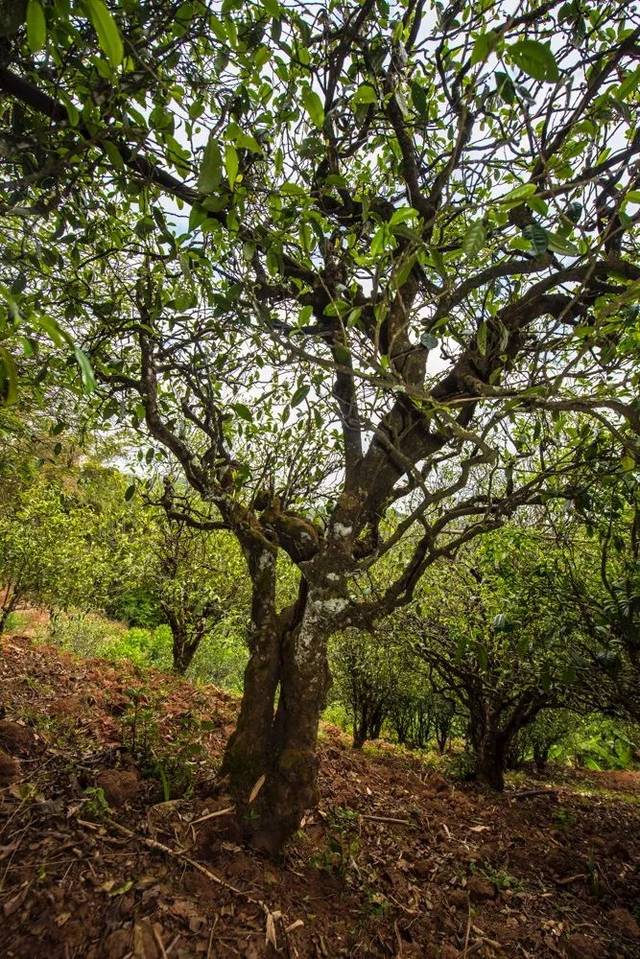 2022年景谷苦竹山古樹春茶多少錢一公斤？