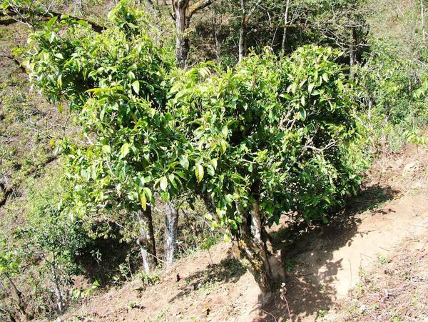 2022年景東御筆古茶山古樹春茶特點(diǎn)？