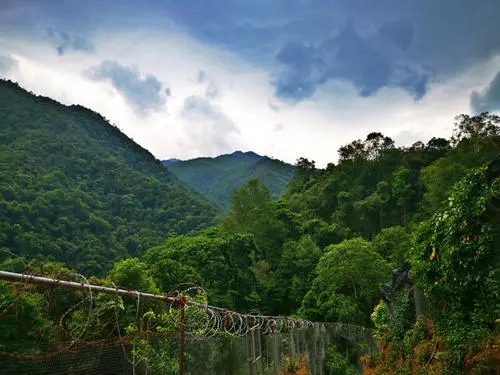 2022年景東御筆古樹(shù)春茶價(jià)格多少？