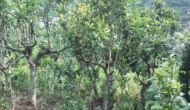 2022年景東金鼎古樹春茶口感特點？