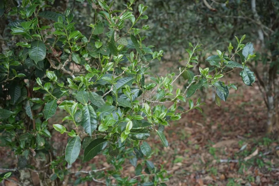 2022年景東哀牢山古樹春茶價格多少？