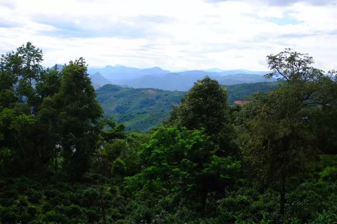 2022年景東祭茶祖 迎春茶，古樹春茶多少錢一公斤？