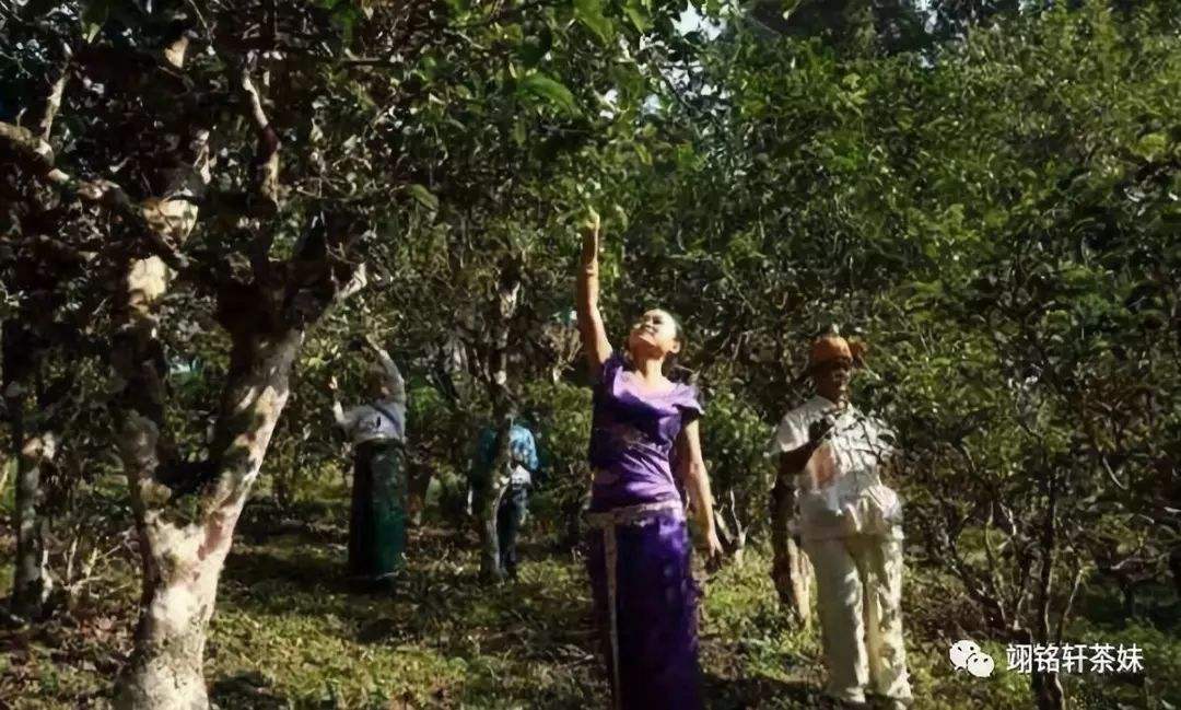 2022年鎮(zhèn)沅爺號(hào)大爺馬鄧古樹春茶特點(diǎn)？