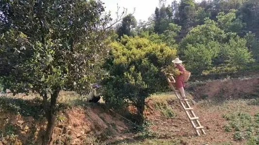 2022年鎮(zhèn)沅馬鄧古樹春茶口感是什么？