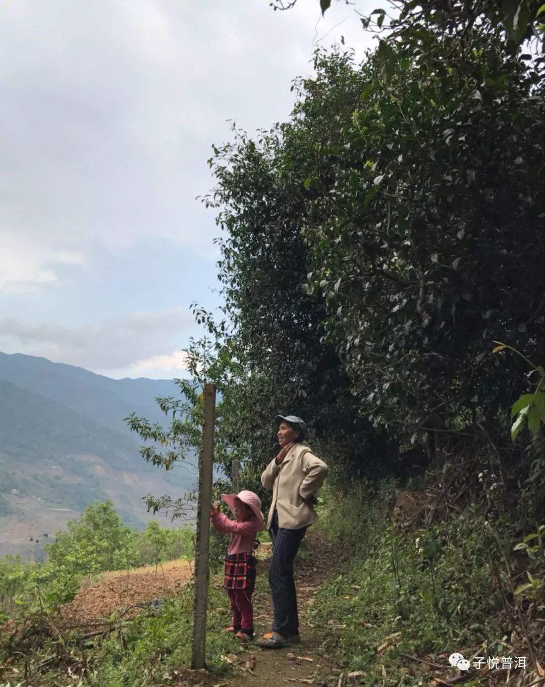 2022年鎮(zhèn)沅馬鄧古樹(shù)春茶多少錢(qián)一公斤？