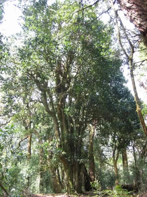 2022年鎮(zhèn)沅馬鄧古樹春茶價(jià)格是多少？