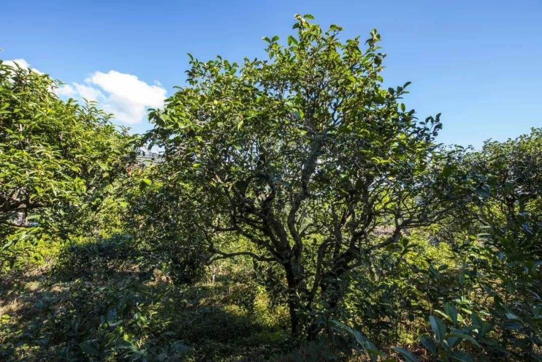 2022年鎮(zhèn)沅老海塘古樹春茶口感？