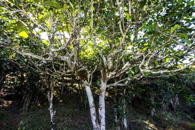 2022年鎮(zhèn)沅老海塘古樹(shù)春茶價(jià)格？