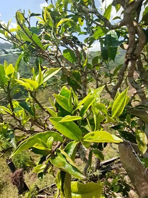 2022年鎮(zhèn)沅砍盆箐古樹春茶特點？