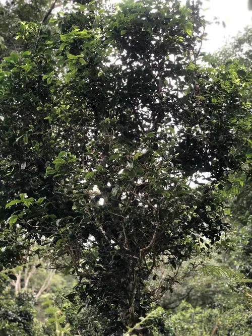 2022年鎮(zhèn)沅砍盆箐古樹春茶口感？