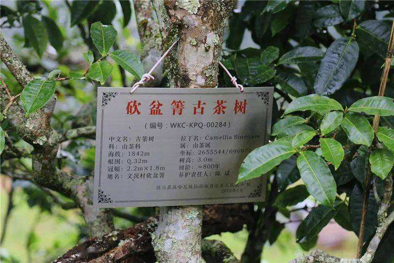 2022年鎮(zhèn)沅砍盆箐古樹春茶價(jià)格？