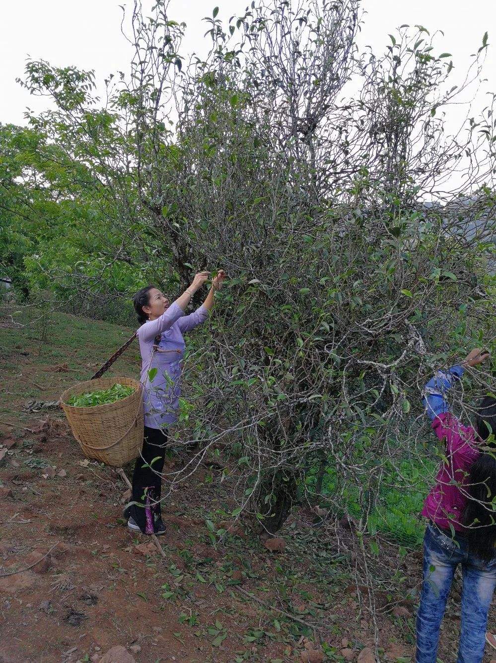 2022年鎮(zhèn)沅打筍山古樹(shù)春茶口感？