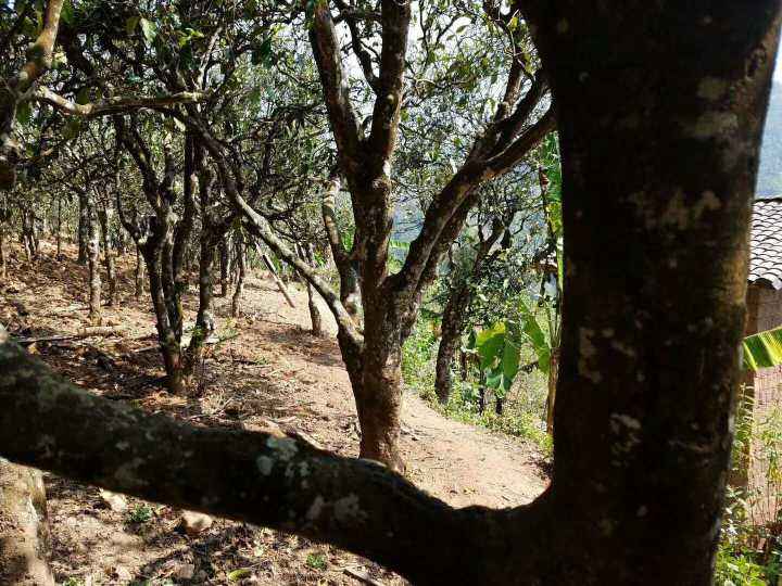 2022年鎮(zhèn)沅打筍山古樹春茶多少錢一公斤？