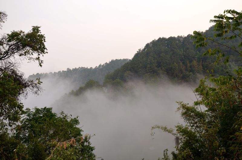 2022年鎮(zhèn)沅老烏山古樹春茶多少錢一公斤？