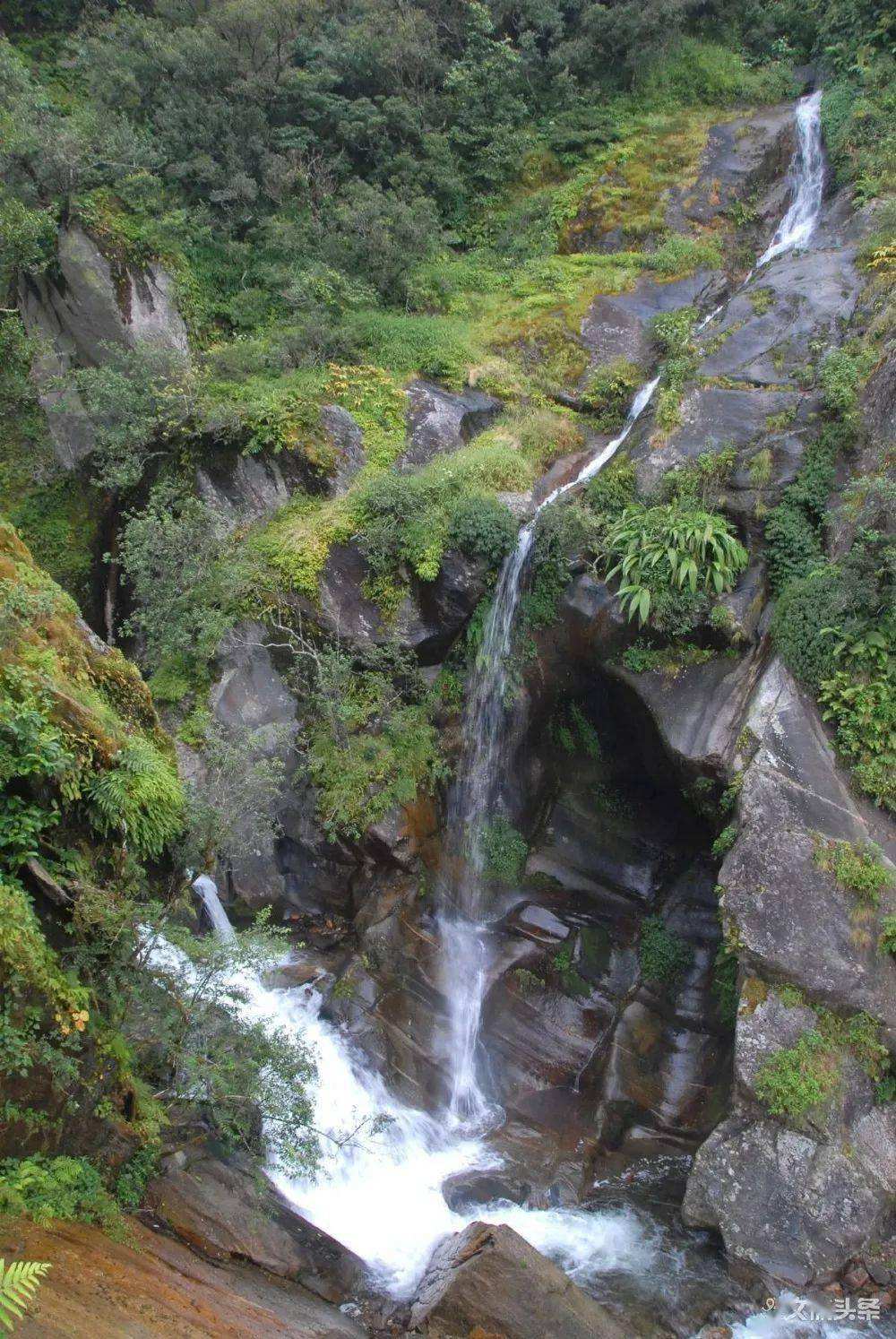 2022年鎮(zhèn)沅千家寨古樹春茶特點？