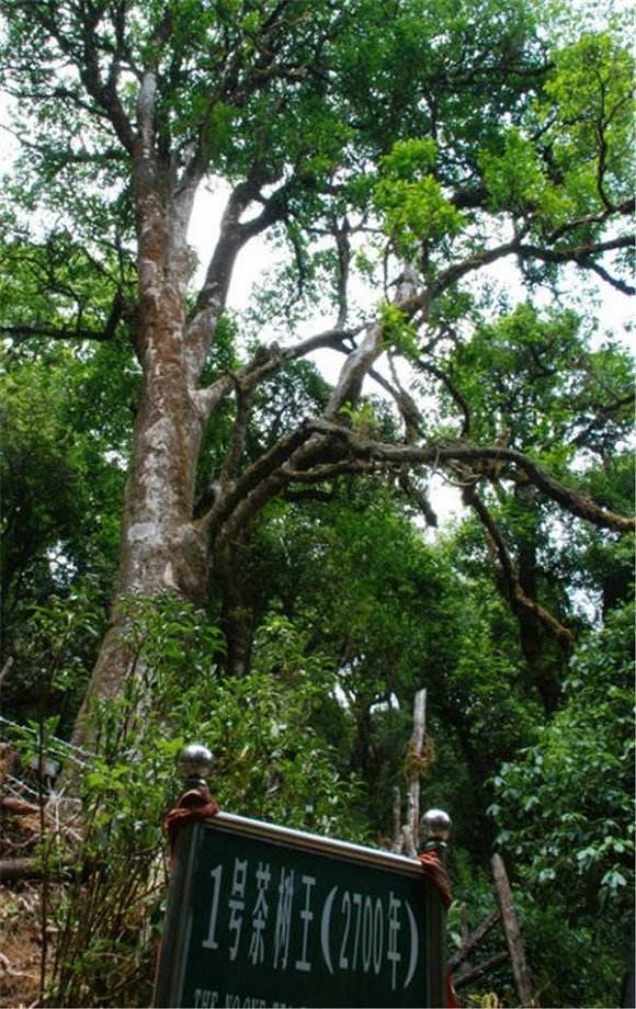 2022年鎮(zhèn)沅千家寨古樹(shù)春茶價(jià)格？