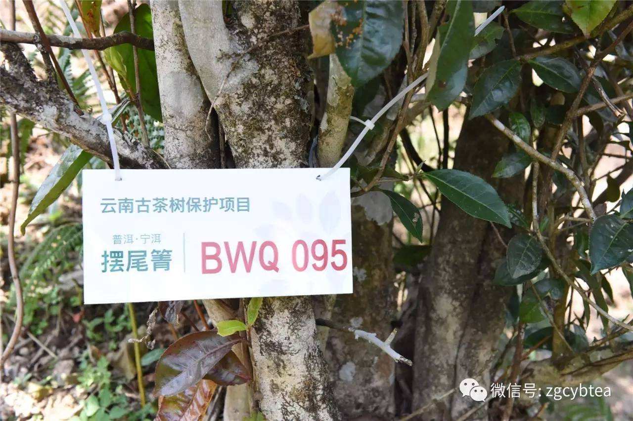 2022寧洱擺尾箐古樹春茶多少錢一公斤？