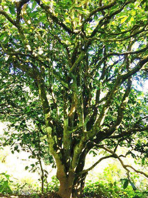 2022年這個(gè)春天，回到家鄉(xiāng)擺尾箐，與家人一起用心制茶！