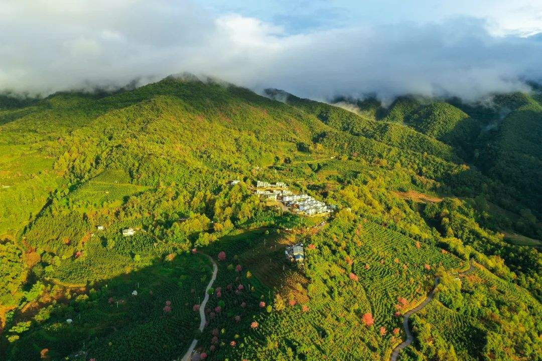 2022年困鹿山古樹春茶口感是什么？