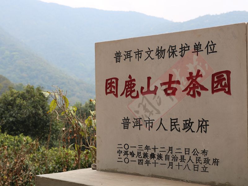 2022年困鹿山古樹春茶多少錢一公斤？