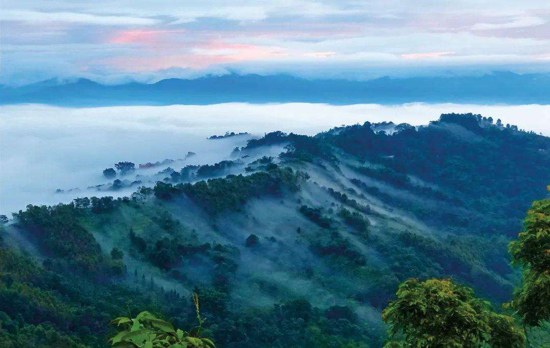 2022年景邁山古茶林為什么可以申遺？