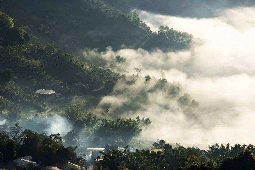 2022景邁山古樹春茶價格？