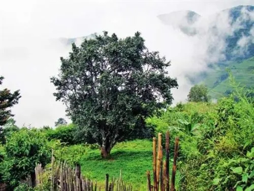 2022年邦威古樹春茶口感是什么?