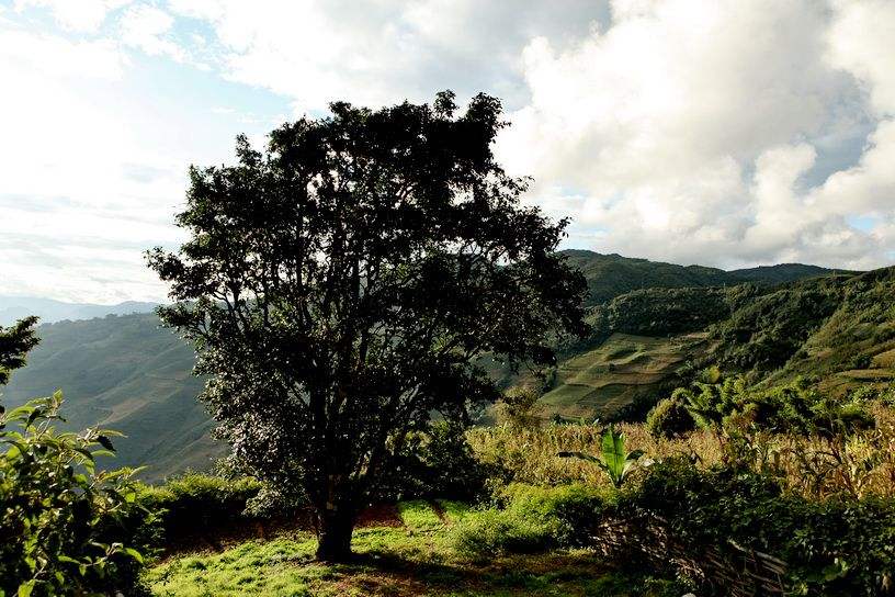 2022年邦崴古樹(shù)春茶特點(diǎn)？