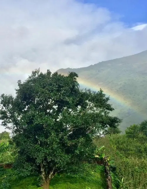 2022 年邦崴古樹(shù)春茶價(jià)格多少錢(qián)一公斤？