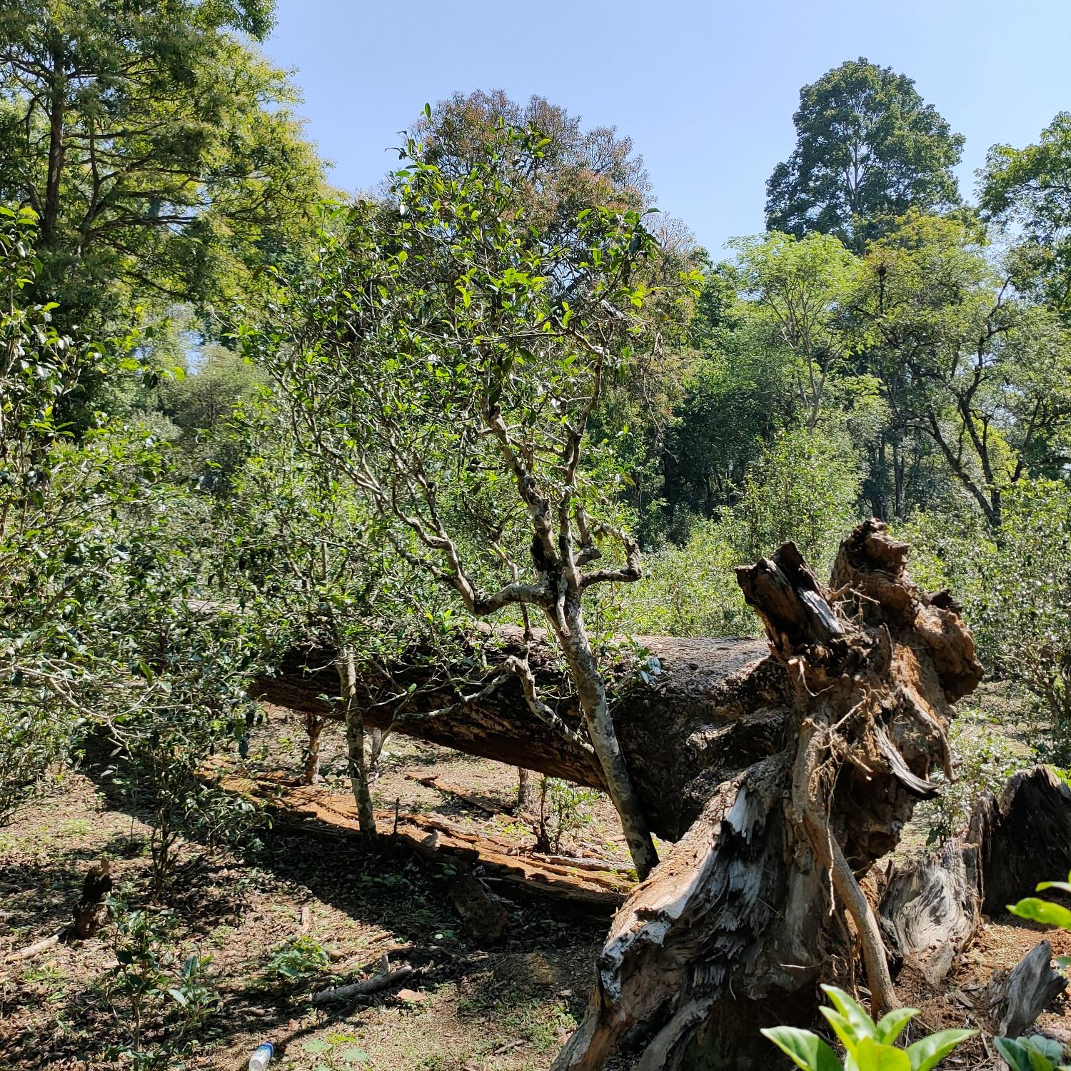 2022麻黑古樹(shù)春茶口感？