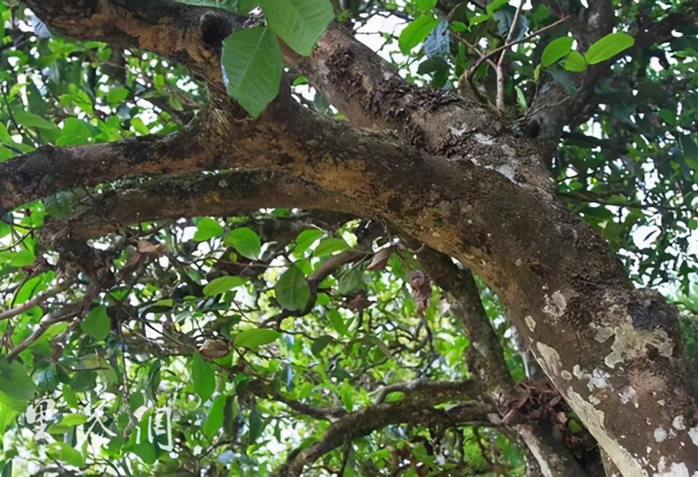 2022年繞開(kāi)麻黑，你損失的將是半個(gè)易武