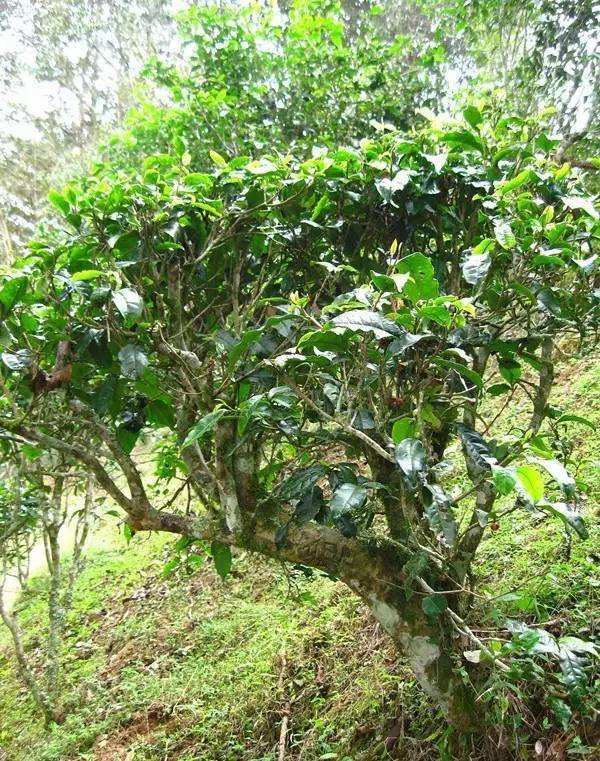 2022年落水洞古樹(shù)春茶——盞盛琥珀光，柔甜入人心