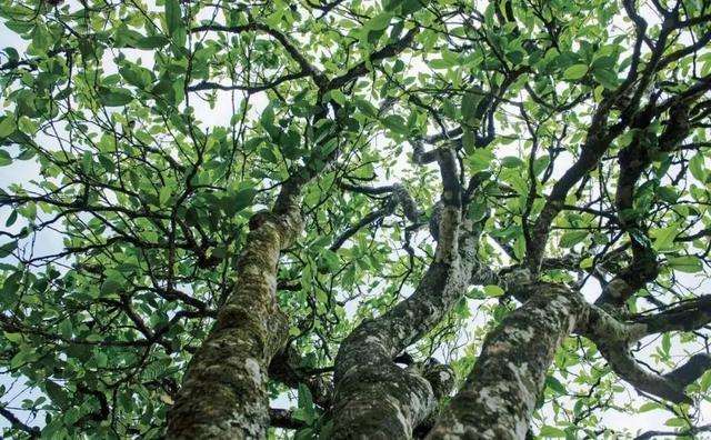 2022年落水洞古樹(shù)春茶多少錢(qián)一公斤？