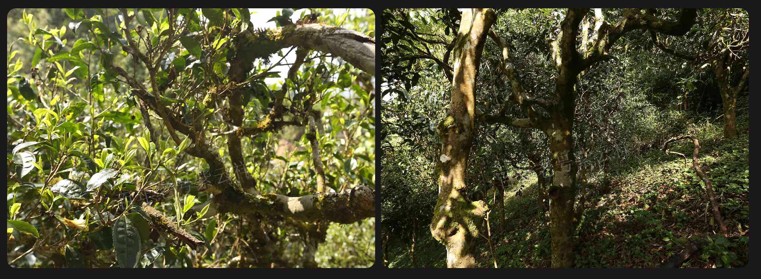 2022年大漆樹(shù)古樹(shù)春茶價(jià)格？