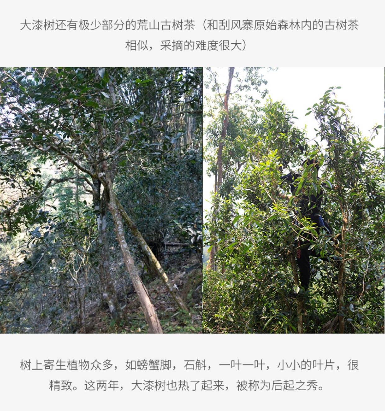 2022年大漆樹(shù)古樹(shù)春茶多少錢(qián)一公斤？