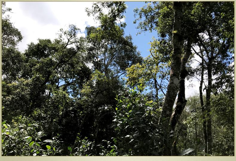 2022年大漆樹(shù)古樹(shù)春茶丨你壓根就喝不到的喉韻，它就有