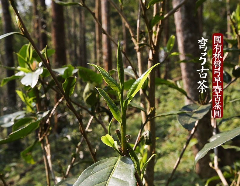 2022年彎弓大寨的古樹春茶為何如此之珍貴？