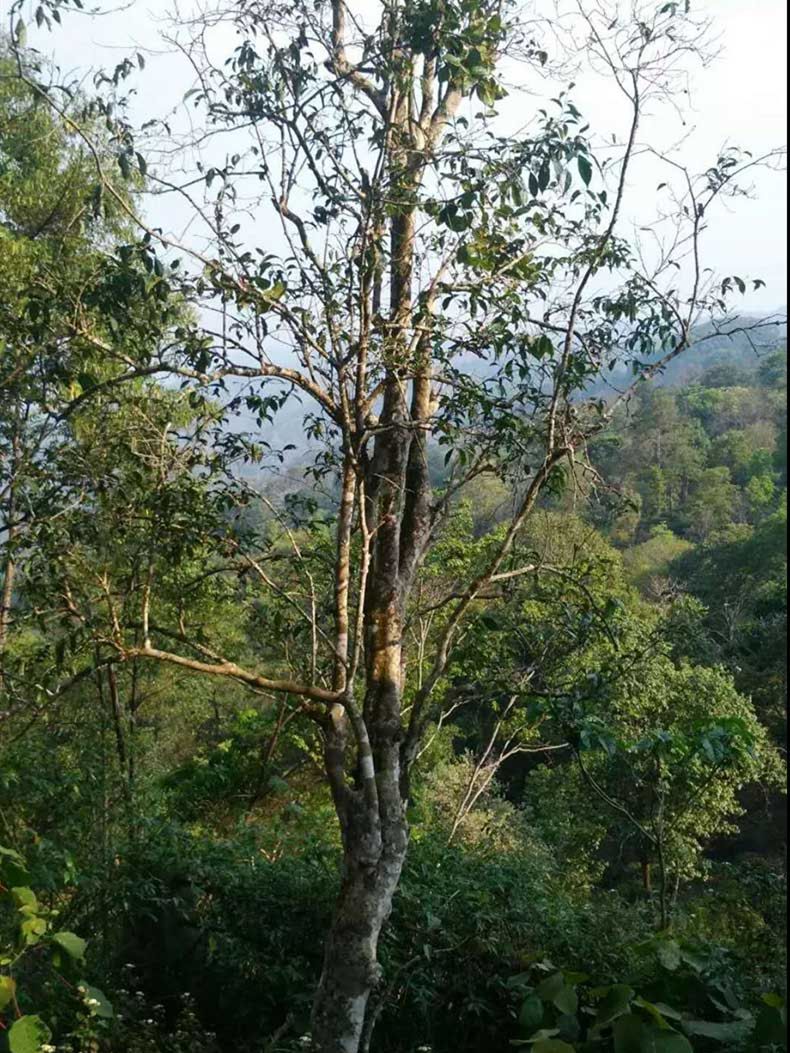 2022年彎弓古樹春茶多少錢一公斤？