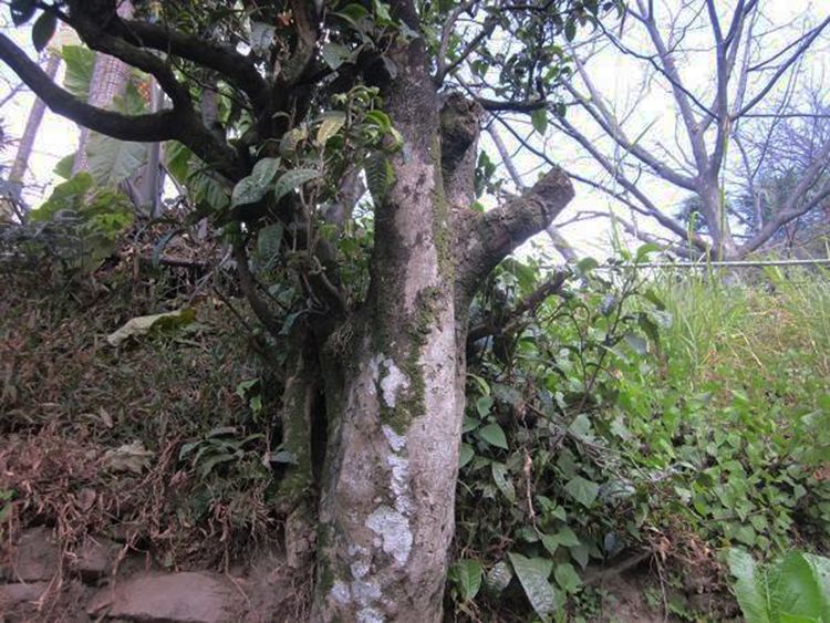 2022年白茶園古樹春茶特點？