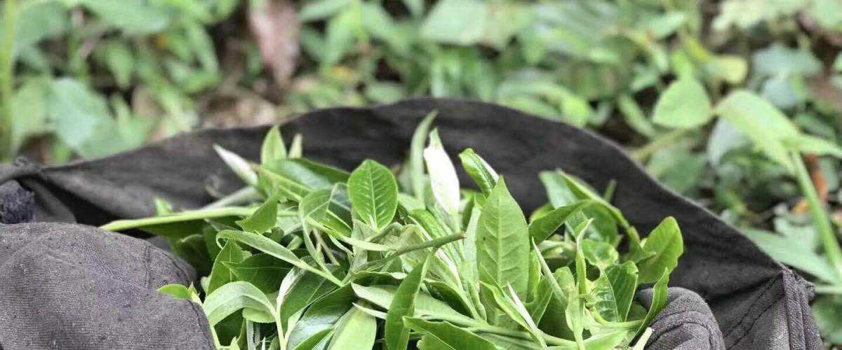 2022年白茶園古樹春茶口感？