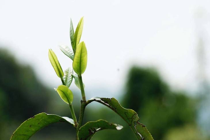 2022年白茶園古樹春茶品鑒！