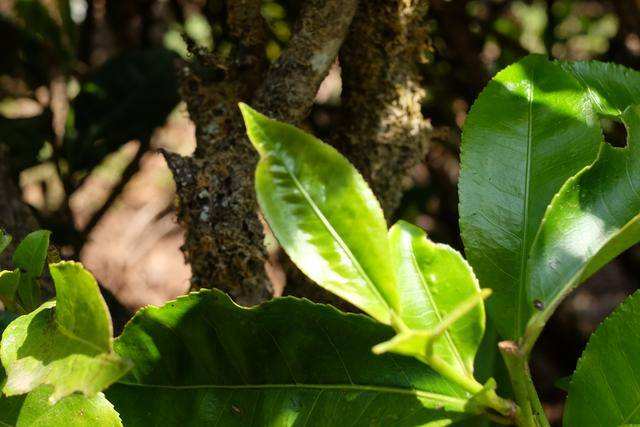 2022年白茶園古樹春茶價格？