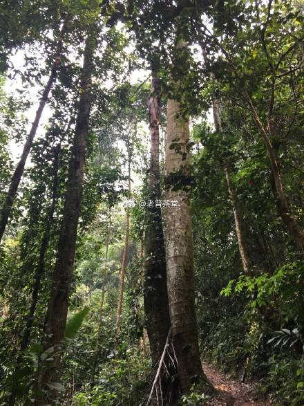 2022年刮風(fēng)寨茶王樹古樹春茶特點？