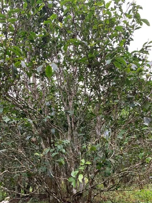 2022年刮風(fēng)寨茶王茶古樹春茶口感？