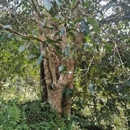 2022年刮風(fēng)寨茶王樹古樹春茶價格？