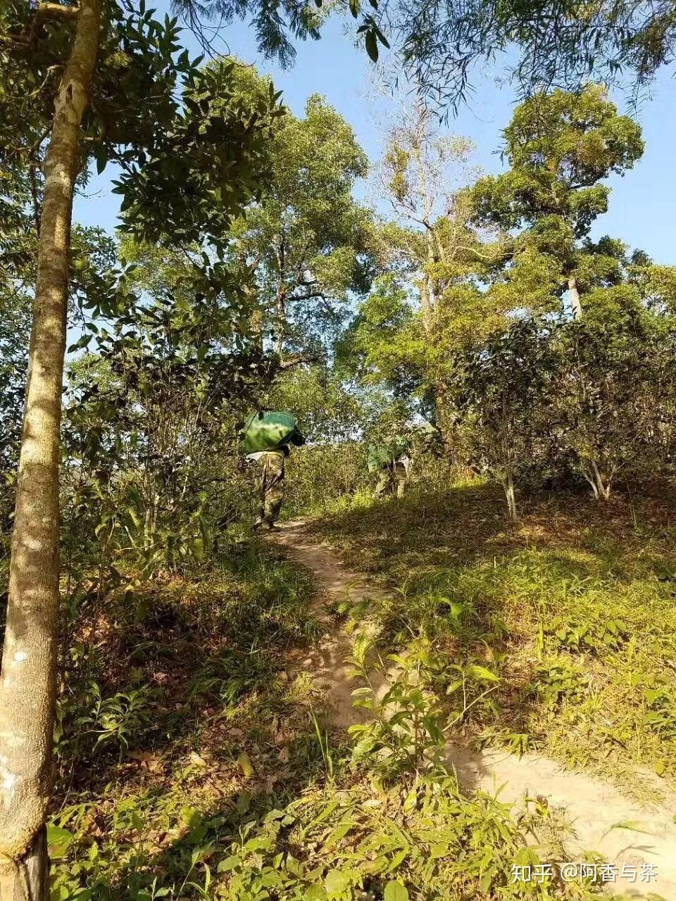 2022年刮風(fēng)寨茶王樹古樹茶多少錢一公斤？