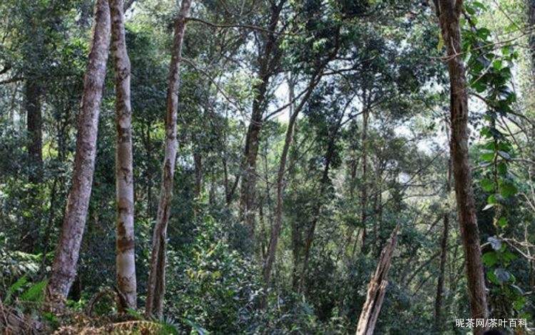2022年冷水河古樹春茶特點？