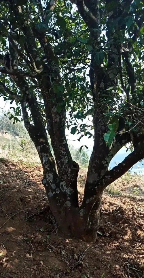 2022年冷水河古樹(shù)春茶多少錢(qián)一公斤？